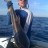 Cobia